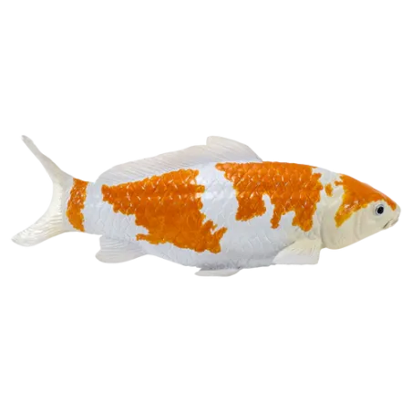 Figura de carpa koi Ochiba Shigure pintada a mano en tonos dorados y blancos para decoración de estilo japonés.