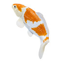 Figura de carpa koi Ochiba Shigure pintada a mano en tonos dorados y blancos para decoración de estilo japonés.