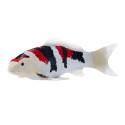 Figura decorativa de carpa Koi Showa Sanshoku pintada a mano con patrón tricolor japonés.