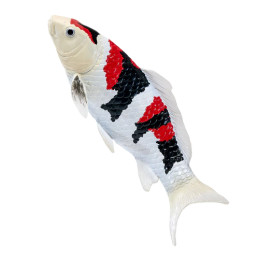 Carpa Koi - Showa Sanshoku