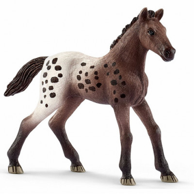 Potro Appaloosa