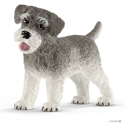 Schnauzer miniatura