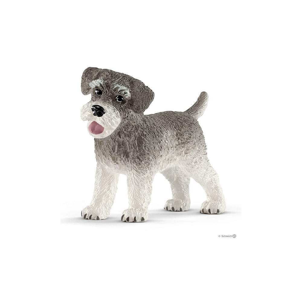 Schnauzer miniatura