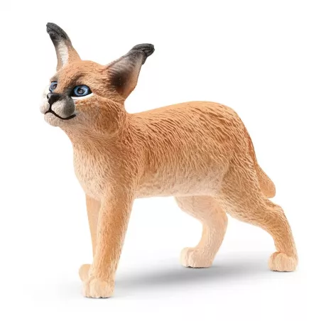 Cría de caracal | Felino africano con orejas negras 5,5 cm