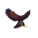 Figura decorativa detallada de águila real para coleccionistas